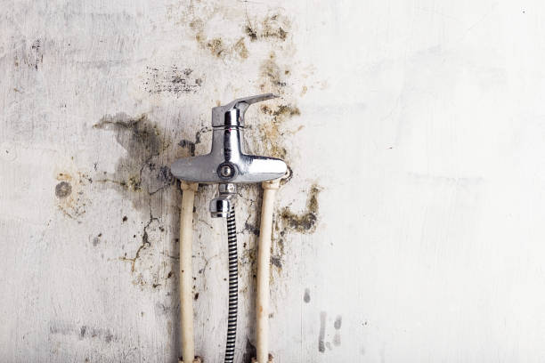 Best Office Mold Removal Services  in Moundsville, WV