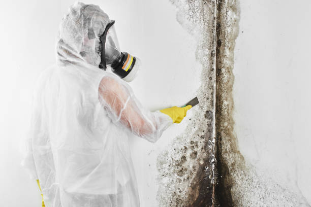 Best Mold Remediation  in Moundsville, WV