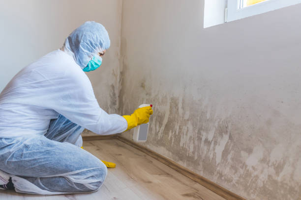 Best Commercial Mold Removal  in Moundsville, WV