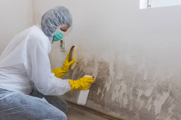 Best Home Mold Removal  in Moundsville, WV