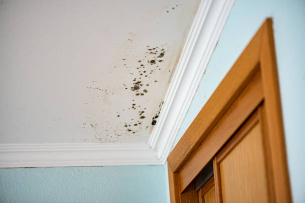Moundsville, WV Mold Removal Company