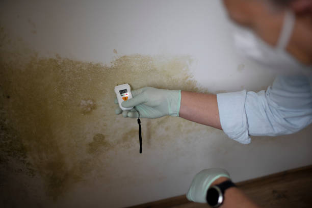 Best Best Mold Removal Companies  in Moundsville, WV