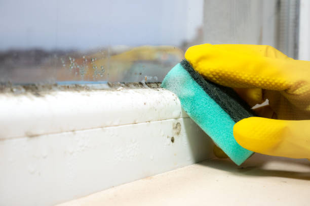 Best Water Damage Restoration  in Moundsville, WV