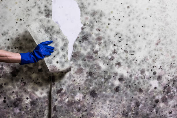 Best Water Damage Restoration  in Moundsville, WV
