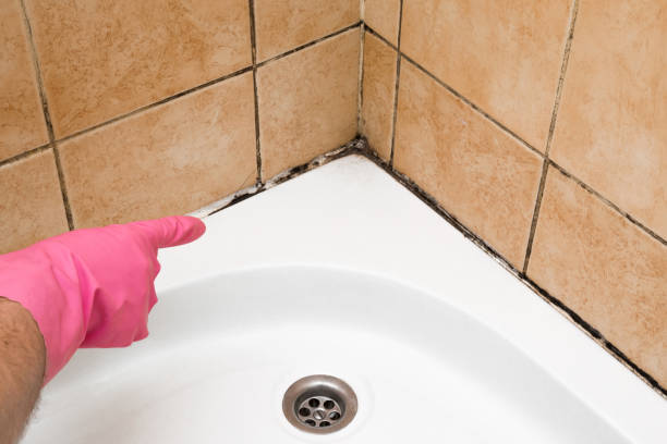 Best Crawl Space Mold Removal  in Moundsville, WV